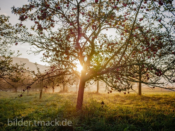 Apfelbaum am Morgen