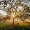 Apfelbaum am Morgen