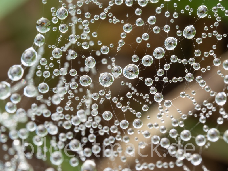 Perlenkette im Spinnennetz