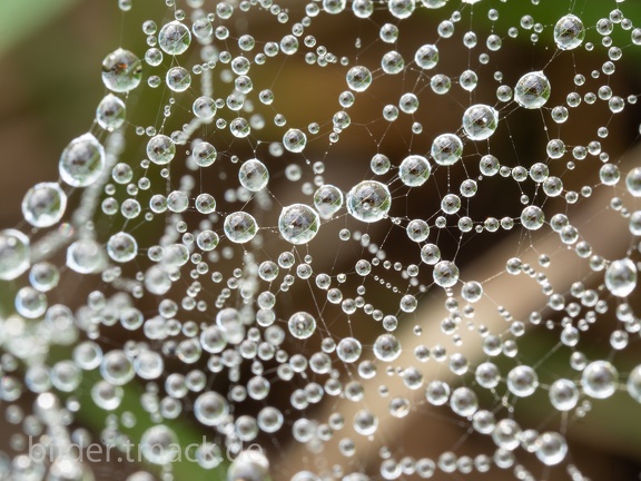 Perlenkette im Spinnennetz