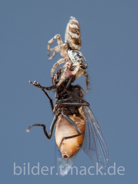 Spinne vs. Fliege