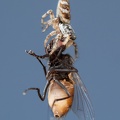 Spinne vs. Fliege
