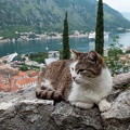 Katze in Kotor